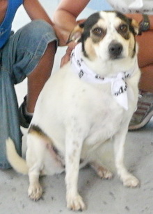 Arlo