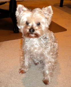 Mattie