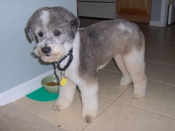 Toby after being groomed