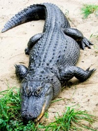 Alligator