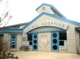 Cat Adoption Building