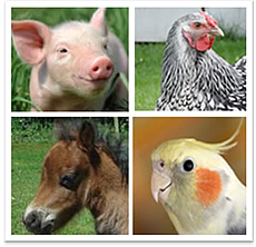 Search for Other Animals